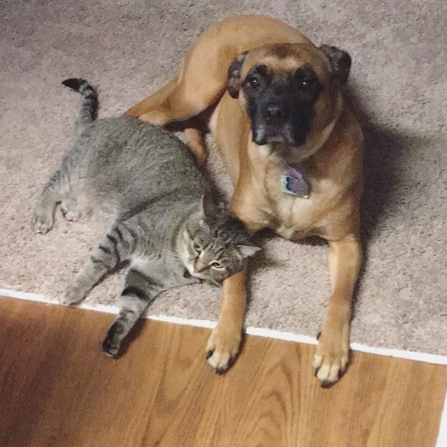 Picture of cat laying head on dog